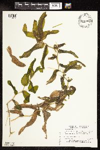 Potamogeton praelongus image
