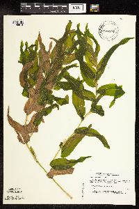 Potamogeton praelongus image