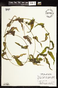 Potamogeton praelongus image