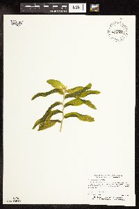 Potamogeton praelongus image