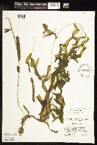 Potamogeton praelongus image