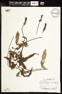 Potamogeton praelongus image