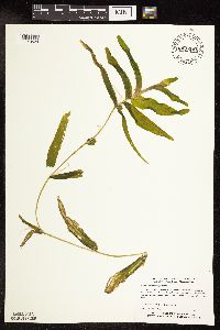 Potamogeton praelongus image