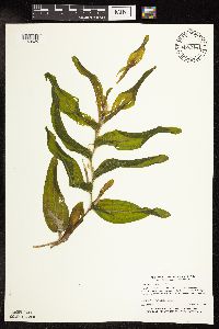 Potamogeton praelongus image