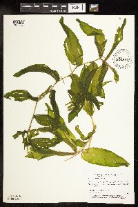 Potamogeton praelongus image