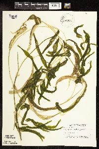 Potamogeton praelongus image