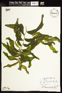 Potamogeton praelongus image