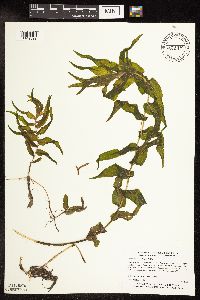 Potamogeton praelongus image