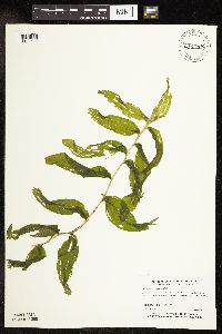 Potamogeton praelongus image