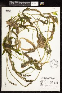Potamogeton praelongus image