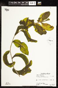 Potamogeton praelongus image