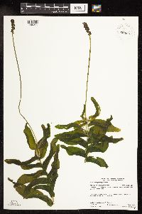 Potamogeton praelongus image