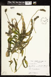 Potamogeton praelongus image