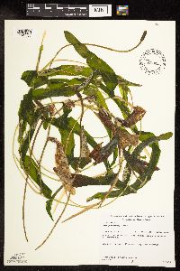Potamogeton praelongus image