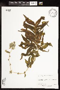 Potamogeton praelongus image