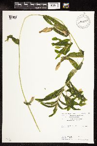 Potamogeton praelongus image