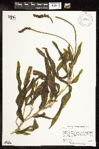 Potamogeton praelongus image