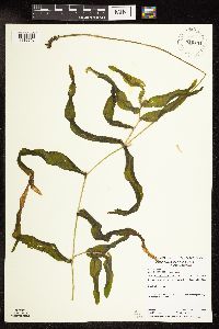 Potamogeton praelongus image