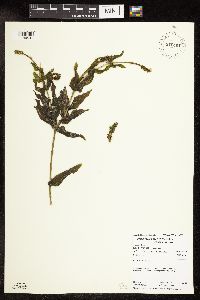 Potamogeton praelongus image