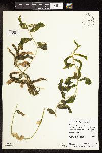 Potamogeton praelongus image