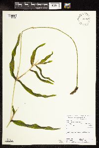 Potamogeton praelongus image