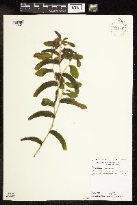 Potamogeton praelongus image