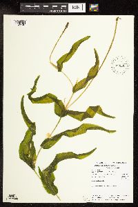 Potamogeton praelongus image