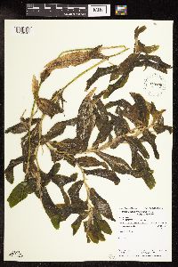 Potamogeton praelongus image