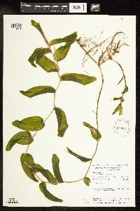Potamogeton praelongus image