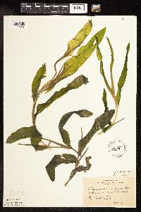 Potamogeton praelongus image
