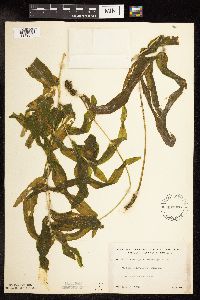 Potamogeton praelongus image