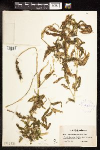 Potamogeton praelongus image