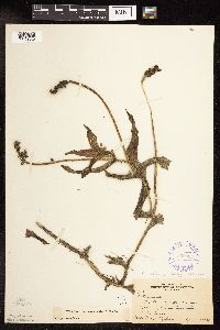 Potamogeton praelongus image