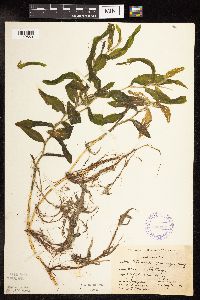 Potamogeton praelongus image