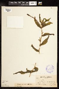 Potamogeton praelongus image