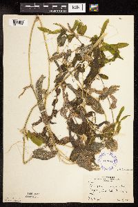 Potamogeton praelongus image