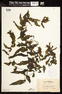 Potamogeton praelongus image