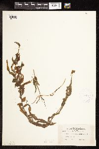 Potamogeton praelongus image