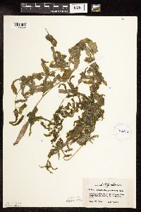 Potamogeton praelongus image