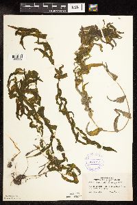 Potamogeton praelongus image