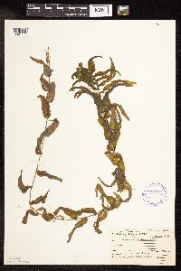 Potamogeton praelongus image