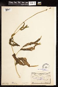 Potamogeton praelongus image