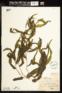 Potamogeton praelongus image