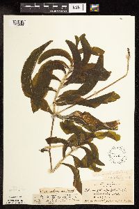 Potamogeton praelongus image