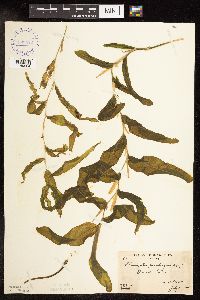 Potamogeton praelongus image