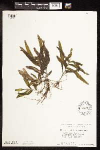 Potamogeton praelongus image