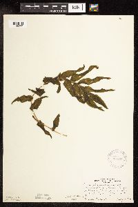 Potamogeton praelongus image