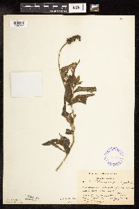 Potamogeton praelongus image