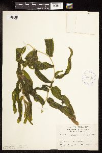 Potamogeton praelongus image