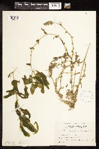 Potamogeton praelongus image